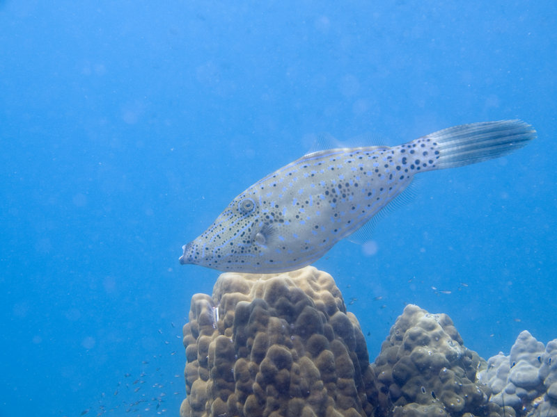 File fish, Marine Park